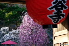 長谷寺の山門から