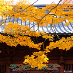 妙本寺 二天門 紅葉