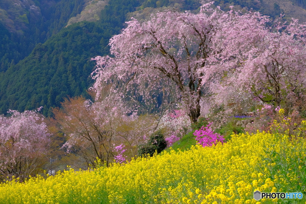 春の集大成