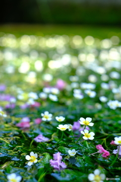 地蔵川の梅花藻