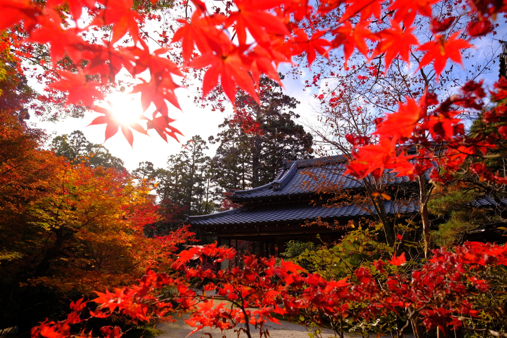 天授庵 紅葉②
