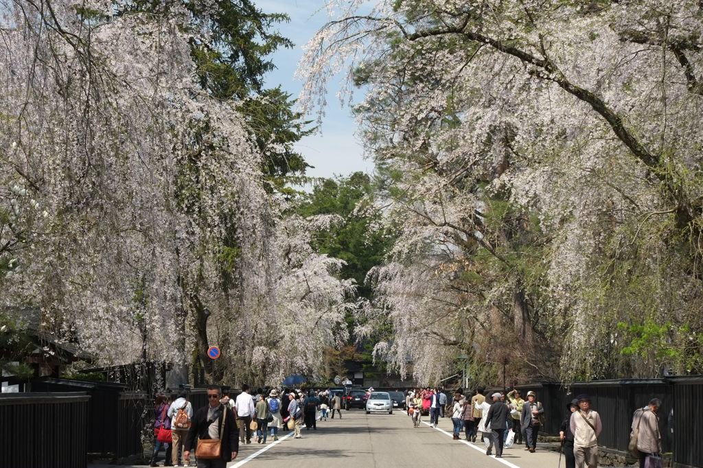 桜の武家屋敷