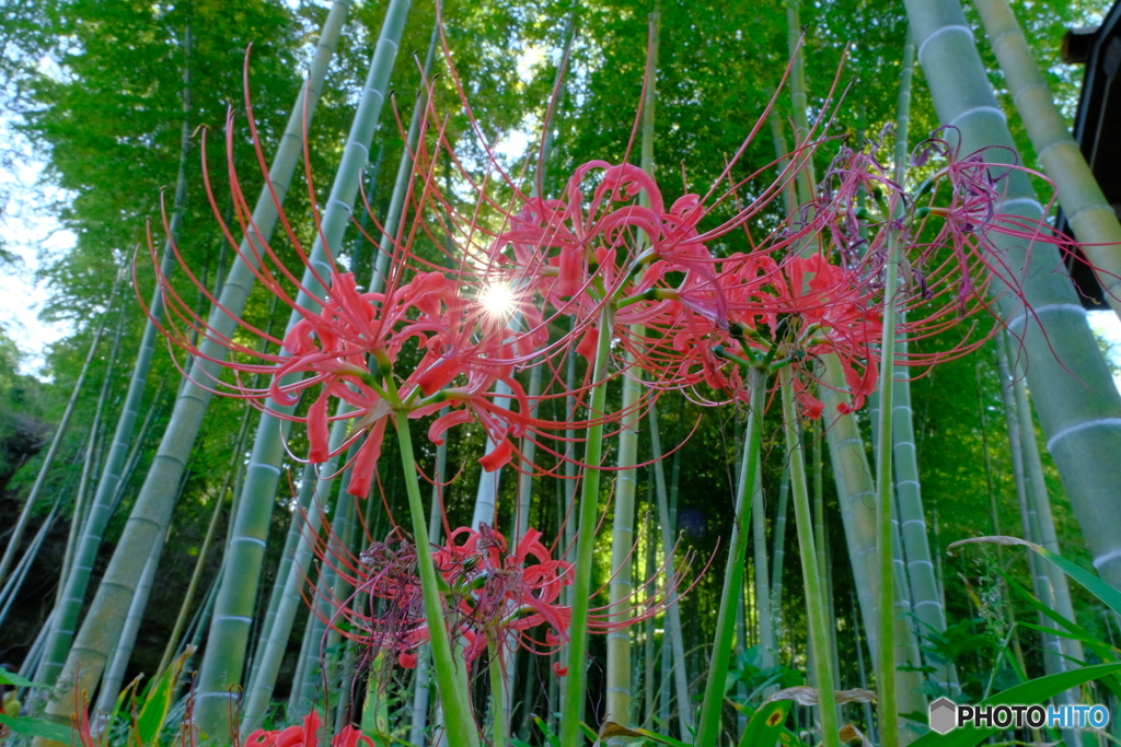 竹林と彼岸花