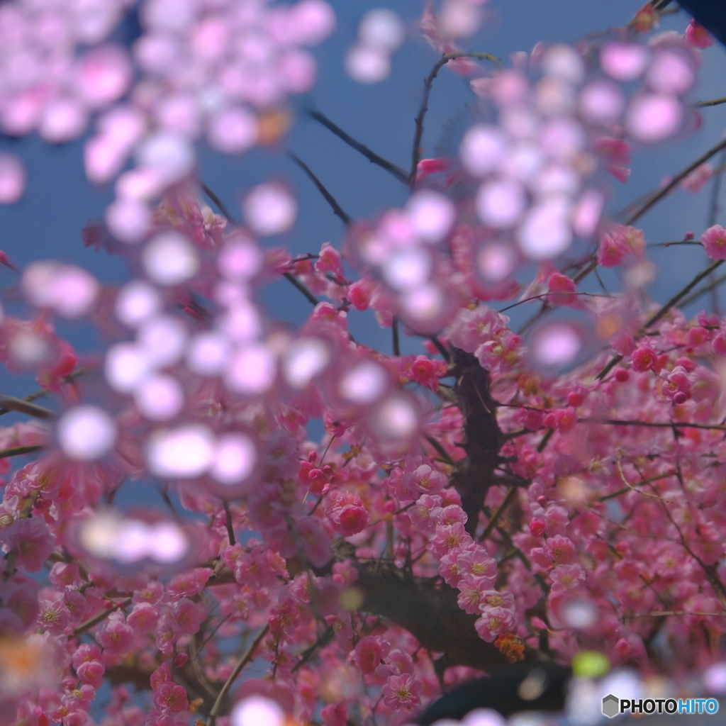 水面に写る紅梅