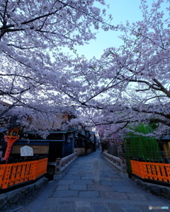 桜の巽橋