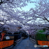 桜の巽橋