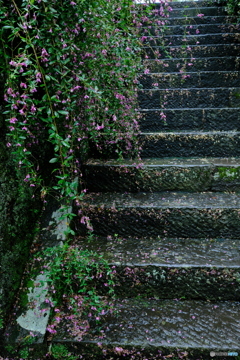 雨と萩の階段