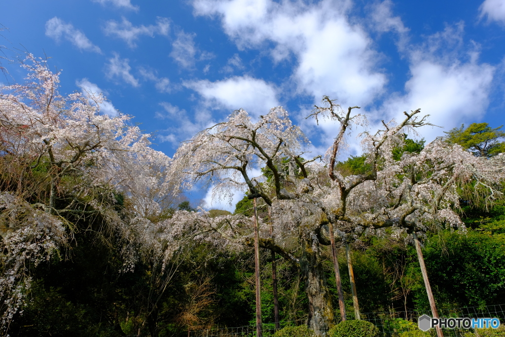 長興山 紹太寺のしだれ桜
