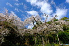 長興山 紹太寺のしだれ桜