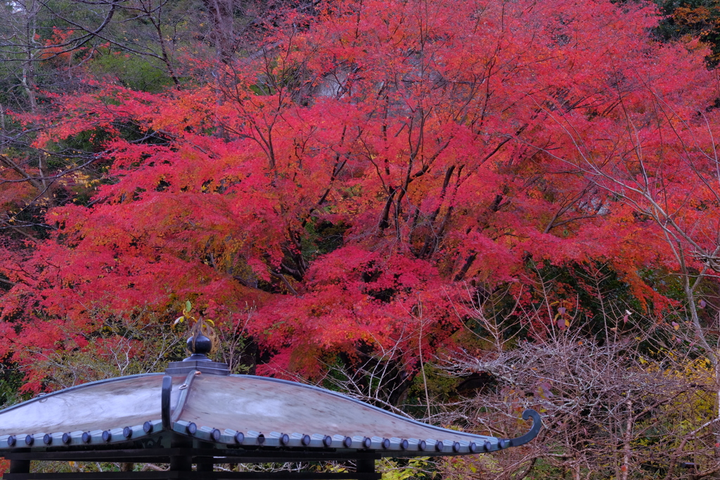 雨の明月院