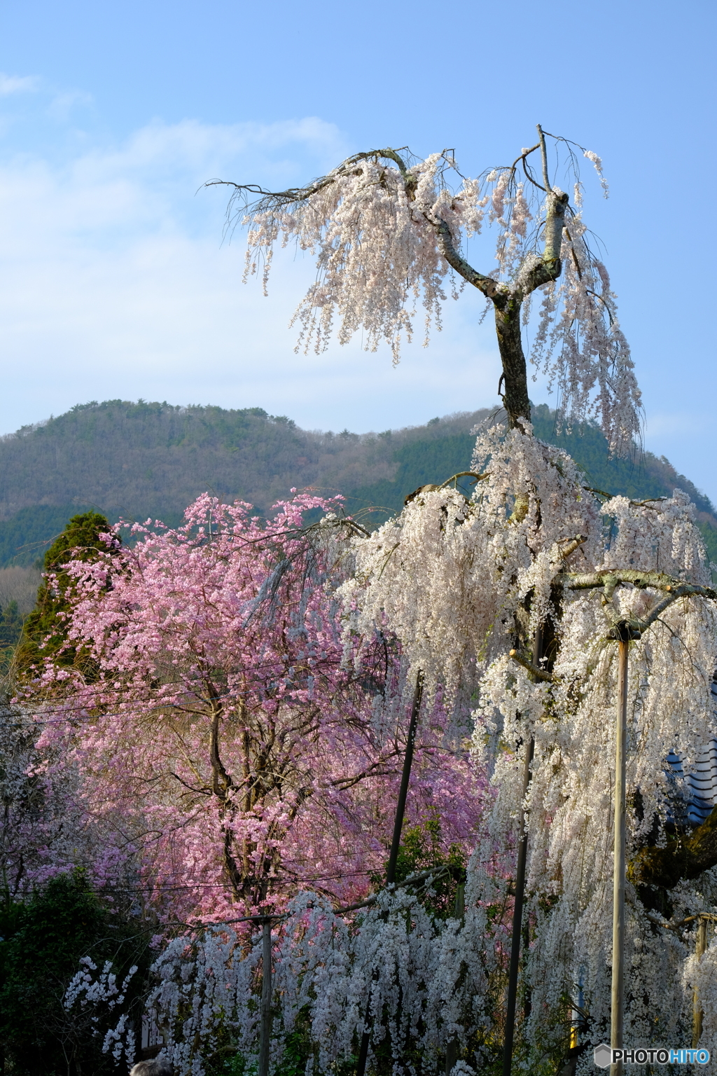 大野寺の枝垂れ桜