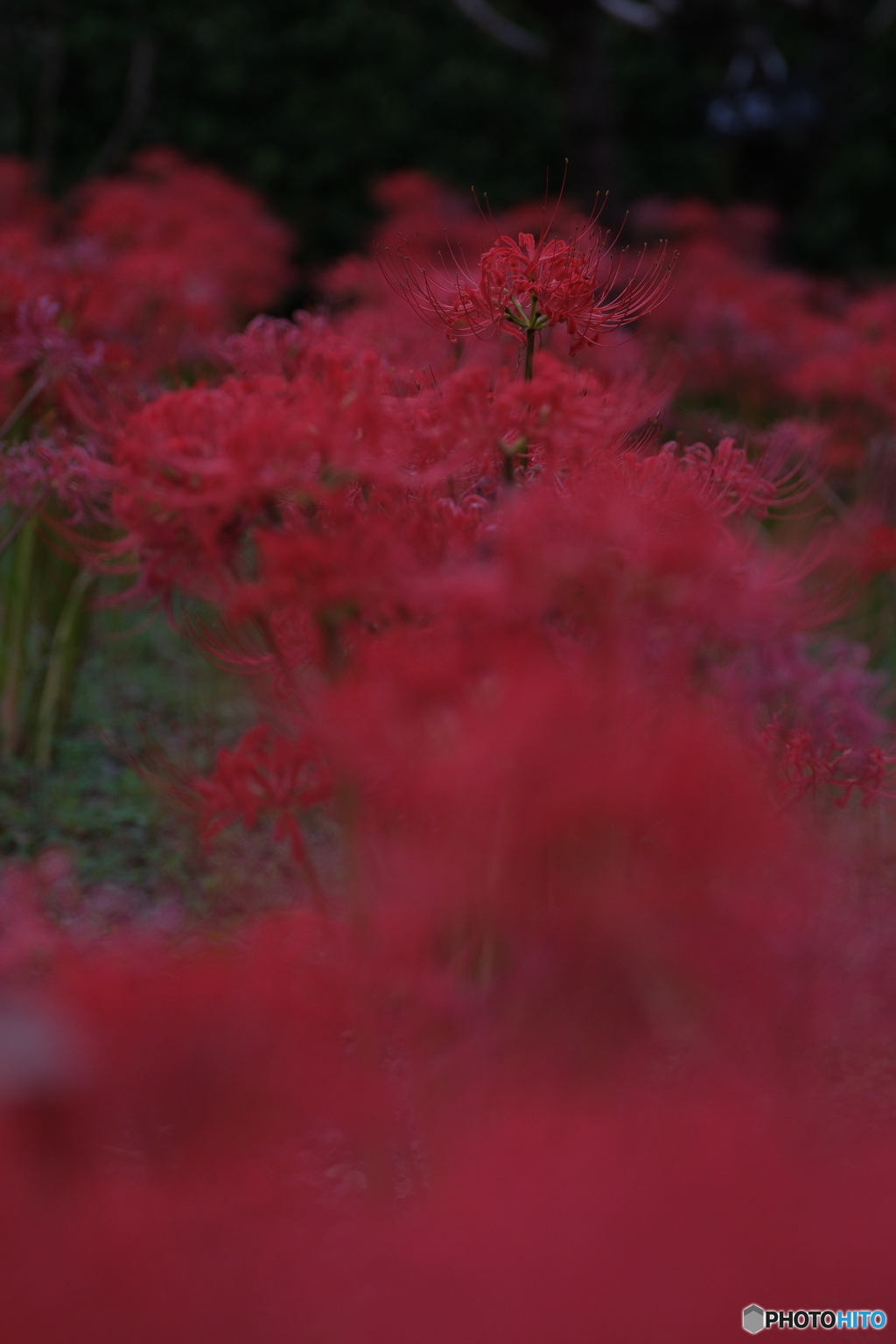 紅生姜マシマシ