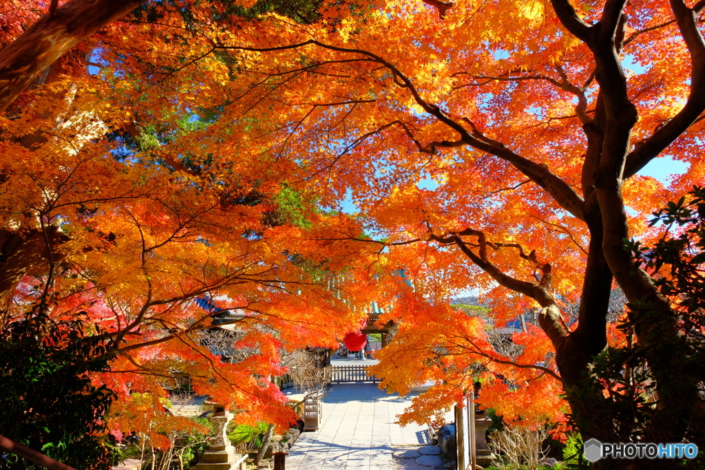 鎌倉-長谷寺の秋-