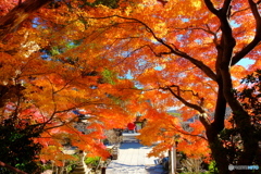 鎌倉-長谷寺の秋-