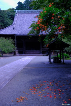 妙本寺のノウゼンカズラ 