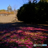 山茶花殿