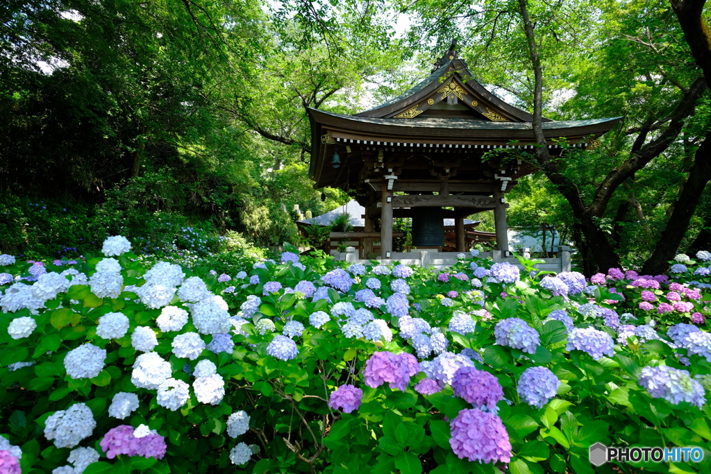 川崎のあじさい寺