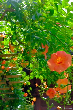 夏の花