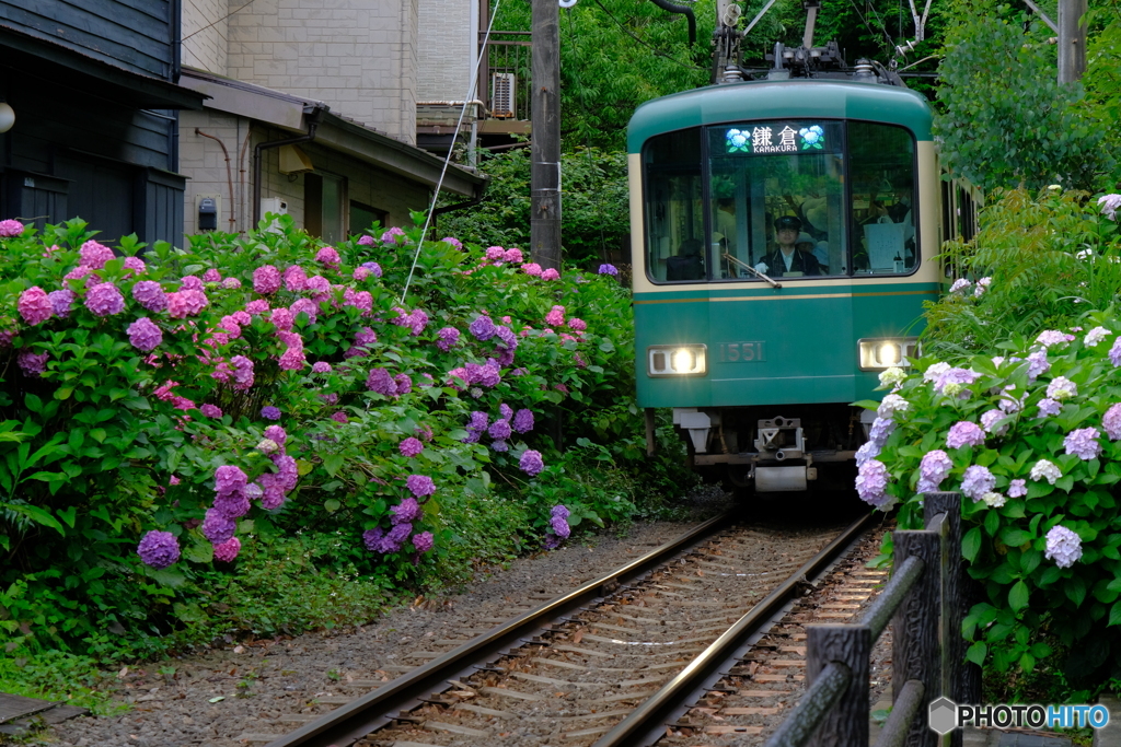 あじさい列車