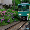 あじさい列車
