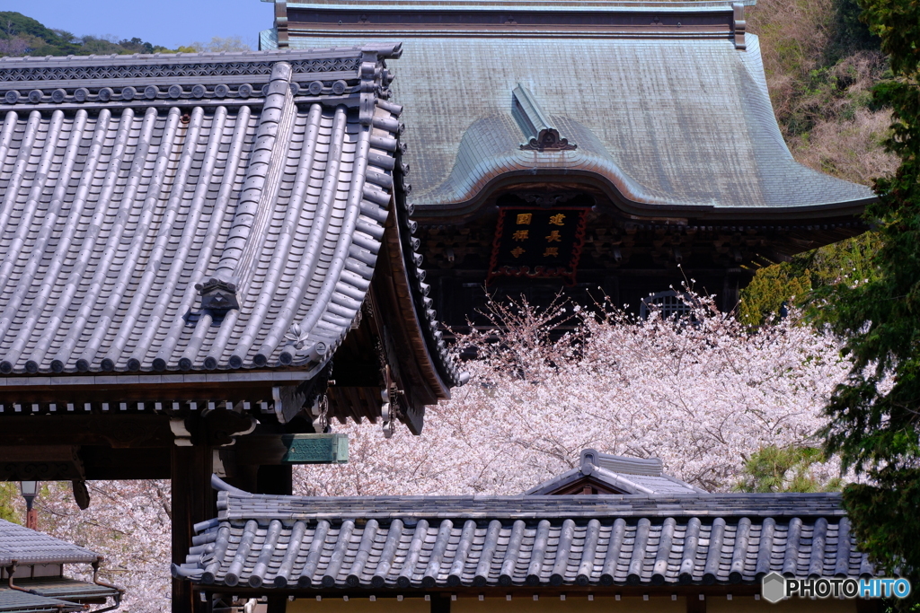 伽藍の桜