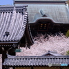 伽藍の桜