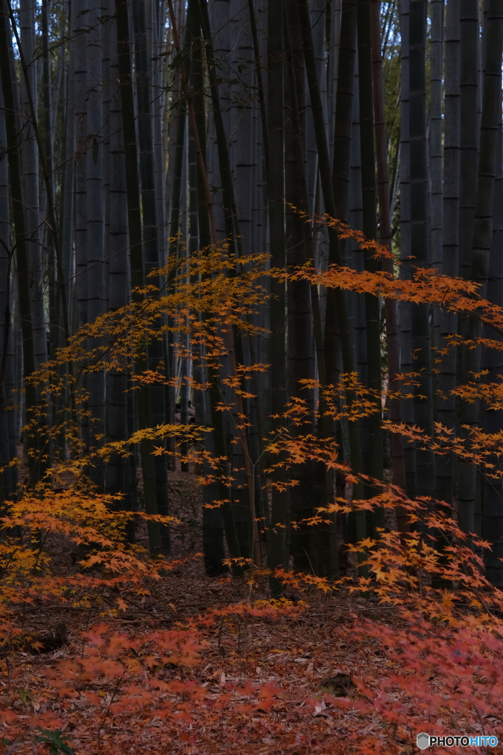 竹林に潜む妖精