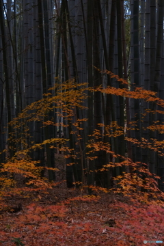 竹林に潜む妖精