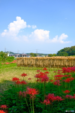 里山の風景