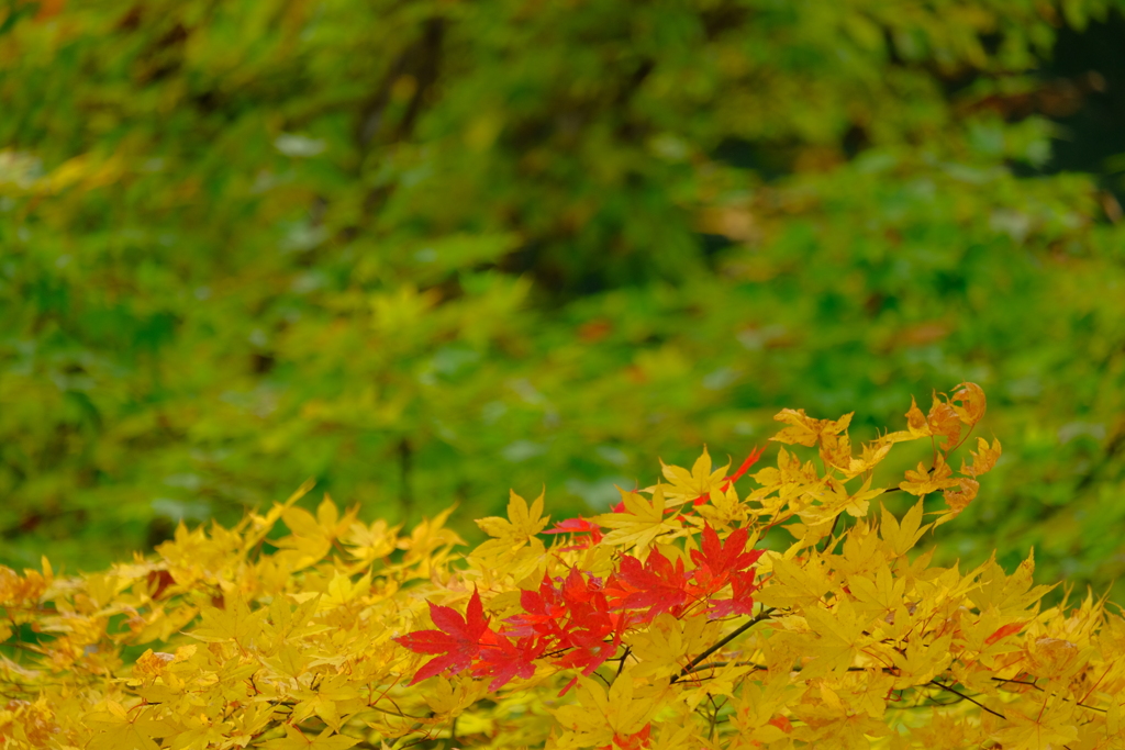 Autumn Tricolor