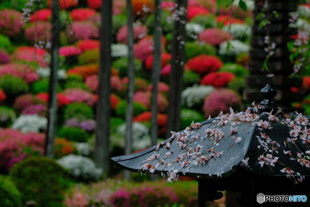 花散らし