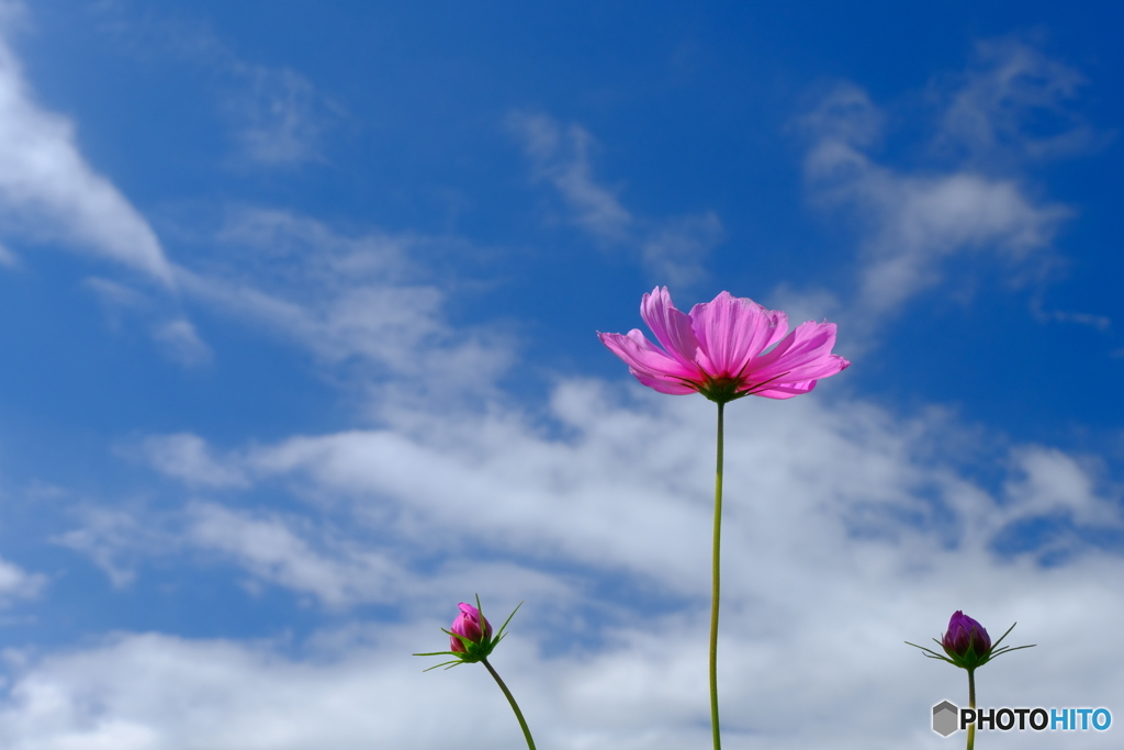 秋空秋桜