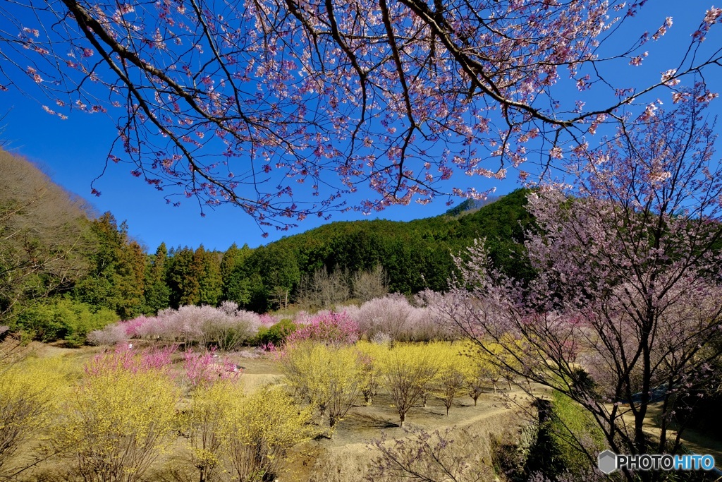 小さな桃源郷