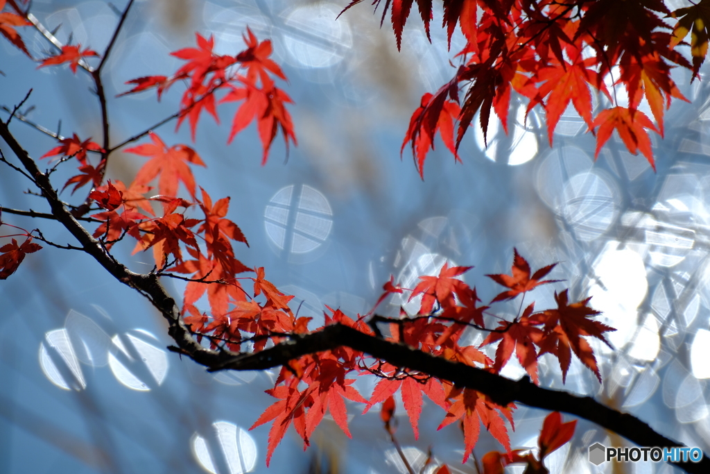 蓼科紅葉図屏風