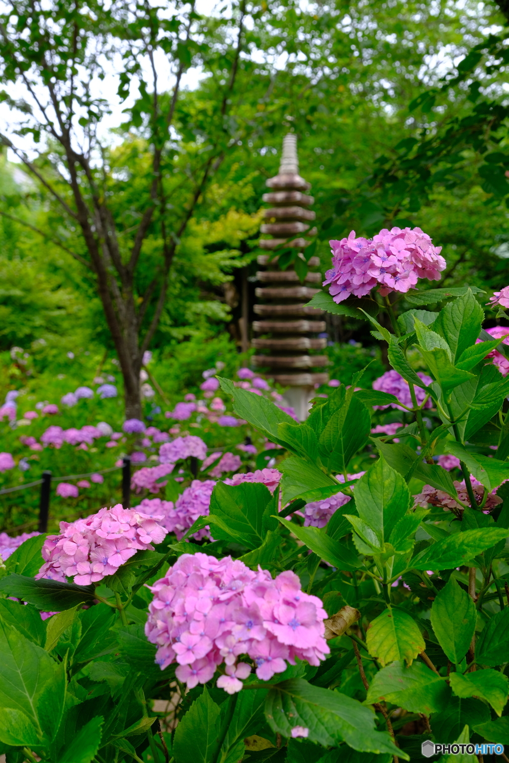 本土寺の紫陽花