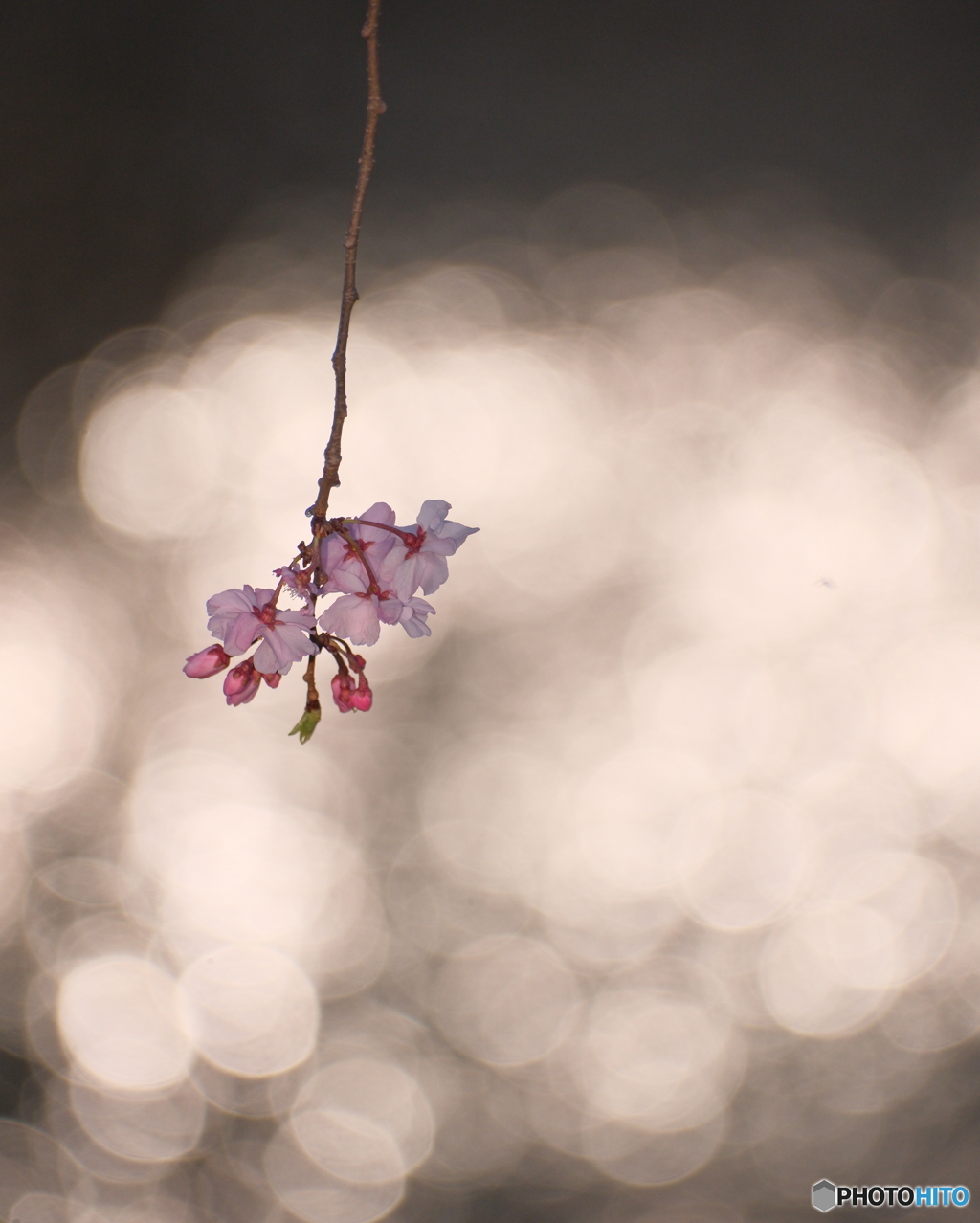 線香桜火