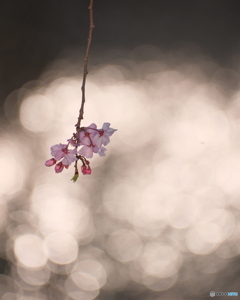 線香桜火