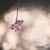 線香桜火