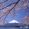湖畔の桜と富士山