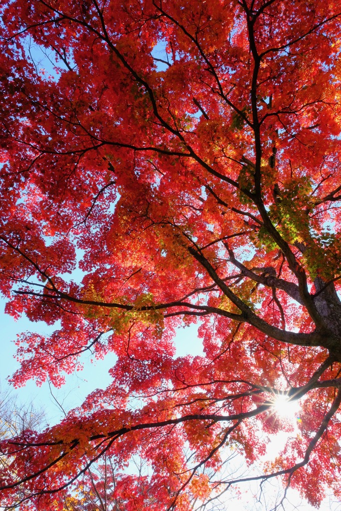 Backlight & Red