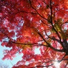 Backlight & Red