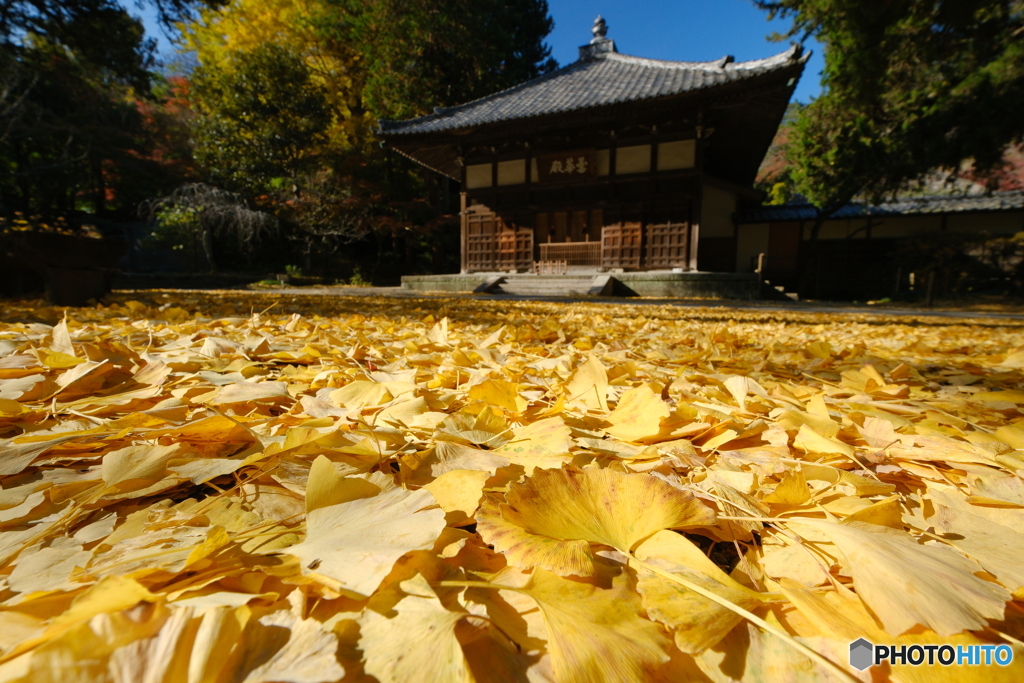 銀杏の絨毯
