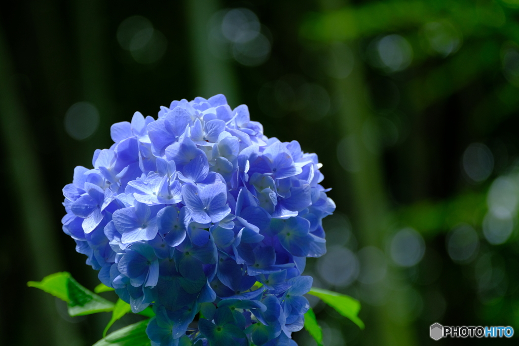 鎌倉紫陽花