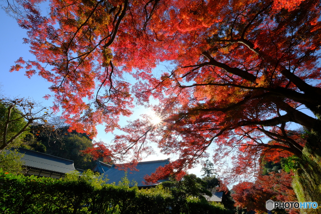 禅寺の紅葉