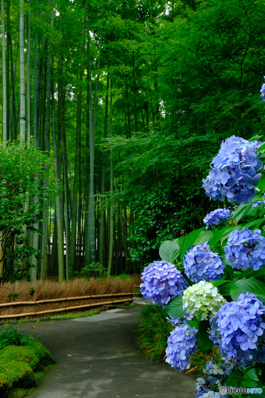 竹林と紫陽花