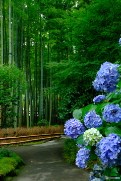 竹林と紫陽花