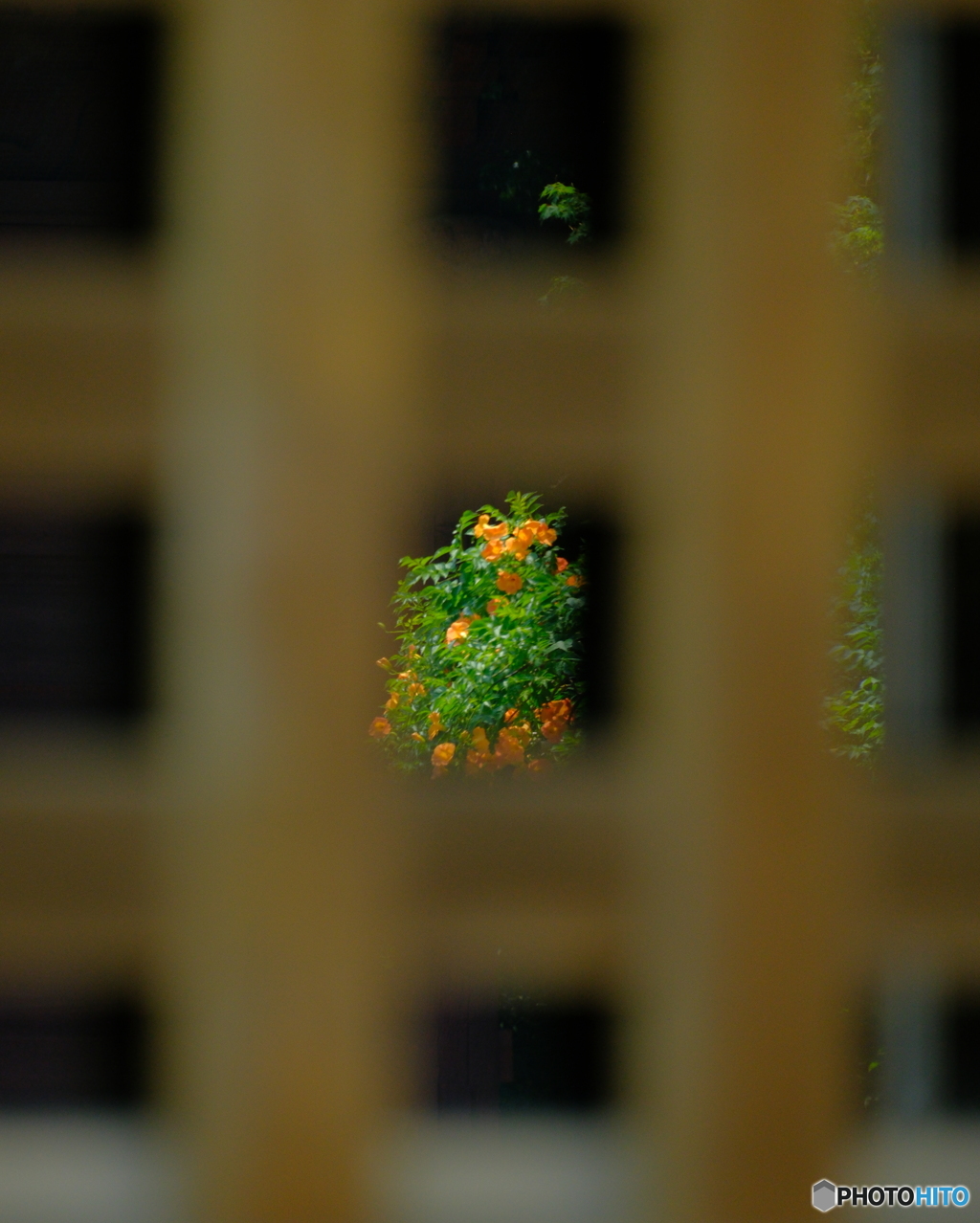 祖師堂に映る凌霄花