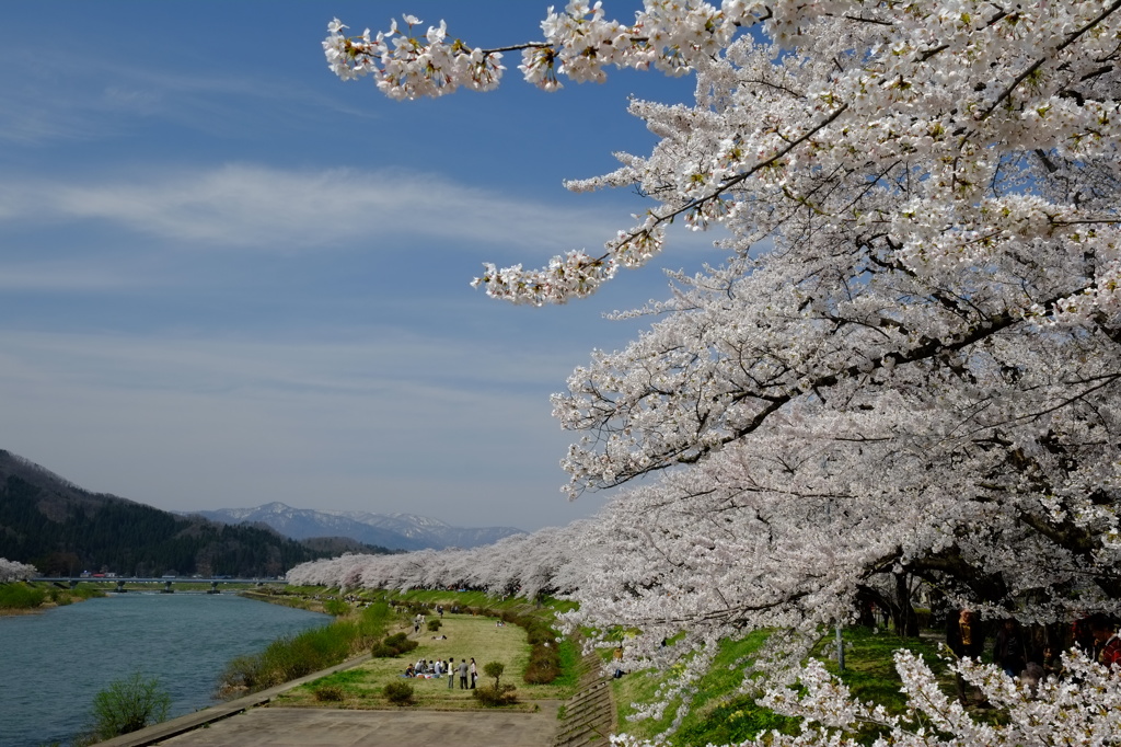 先人達が残した桜、どこまでも