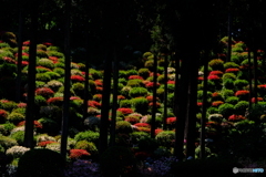 つつじの森