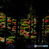 つつじの森